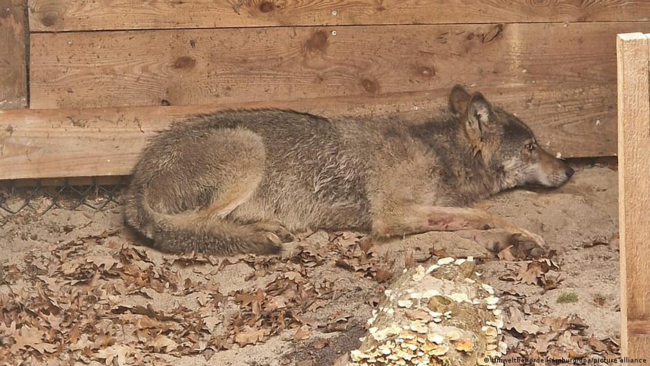 Po ataku na kobietę: wilk znów na wolności