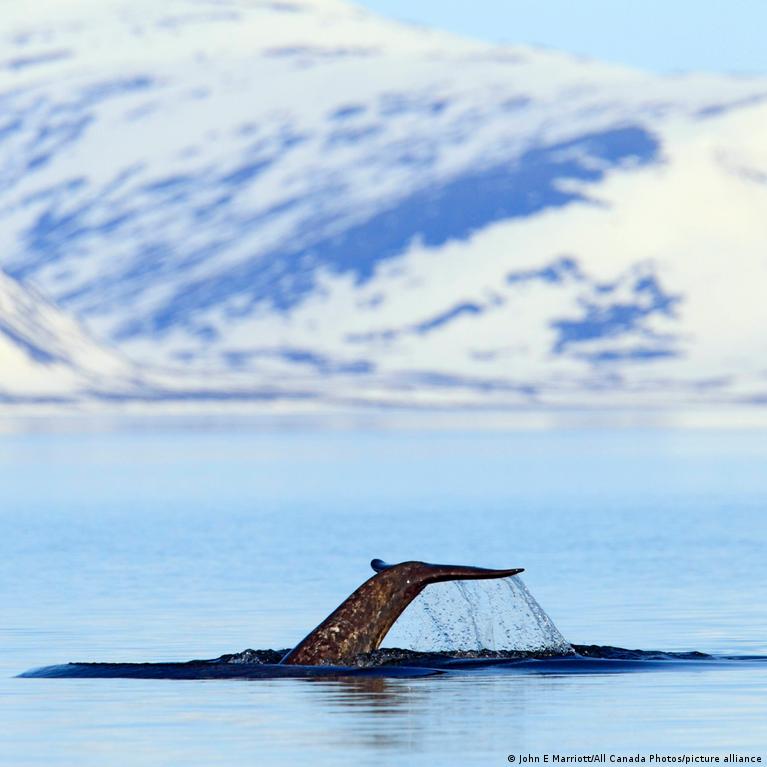 'Marine unicorns' aren't loving Arctic noise