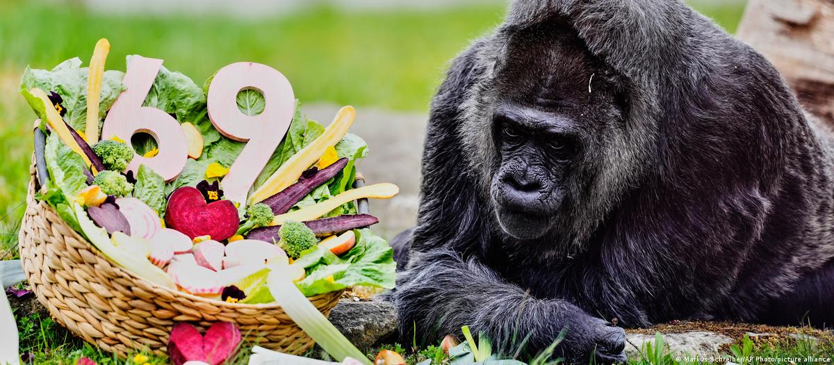 Gorila Lady Fatou celebra 69 anos no Zoológico de Berlim