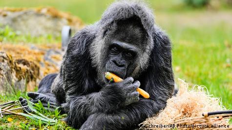 Fatou the gorilla at Zoo Berlin
