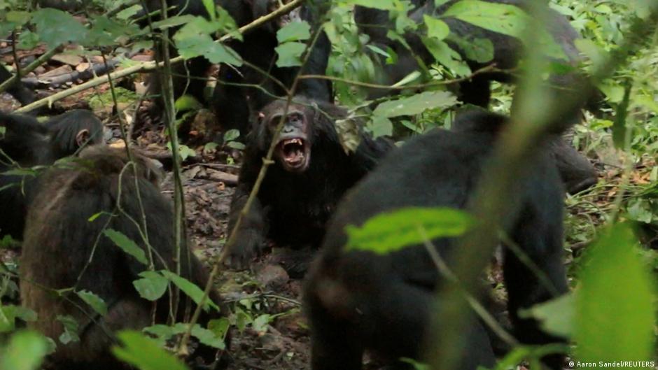 La mayor comunidad de chimpancés salvajes libra una "guerra civil"