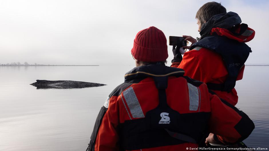 Uwięziony w Bałtyku wieloryb jeszcze żyje