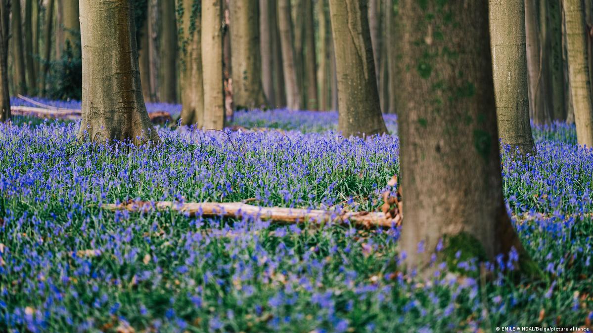 Bluebells blossom in Belgium, Britain