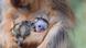 La cría de Jindou, nacida el 11 de marzo, se aferra a su madre en el ZooParc de Beauval. La cría de Jindou, nacida el 11 de marzo, se aferra a su madre en el ZooParc de Beauval.