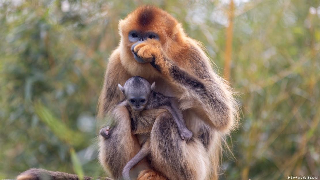 La cría de Jinhua, nacida el 2 de abril, marca el segundo nacimiento histórico de esta especie en Beauval.
