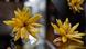 Close-up shots of flower-shaped pieces of jewelry made of yellow amber Close-up shots of flower-shaped pieces of jewelry made of yellow amber