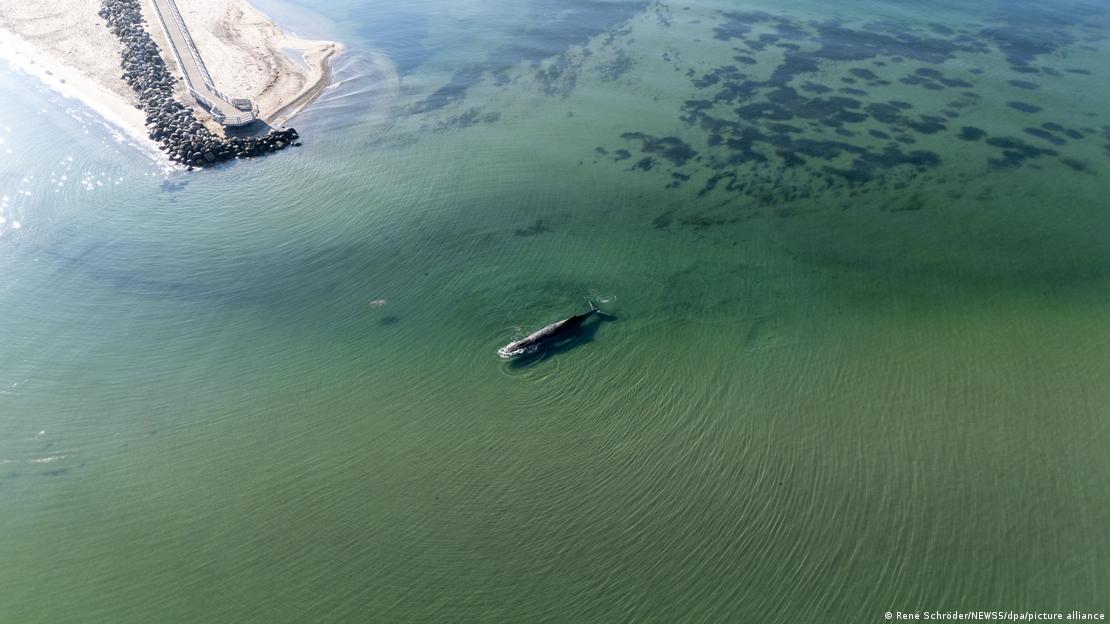 Demasiado cerca de la costa, en las aguas poco profundas del mar Báltico: "Timmy" frente a Timmendorfer Strand, en Schleswig-Holstein (23 de marzo)
