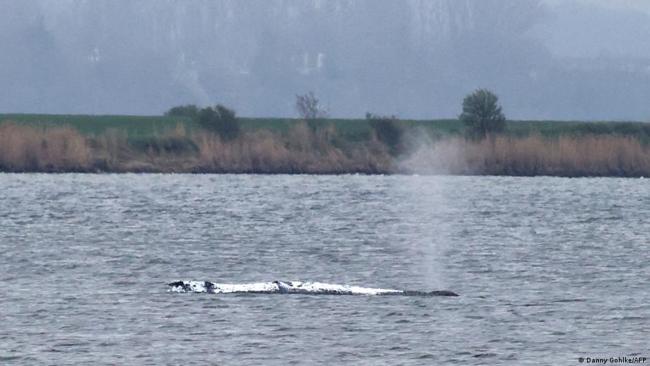 Балтійське море: кит плив кілька годин і знову зупинився