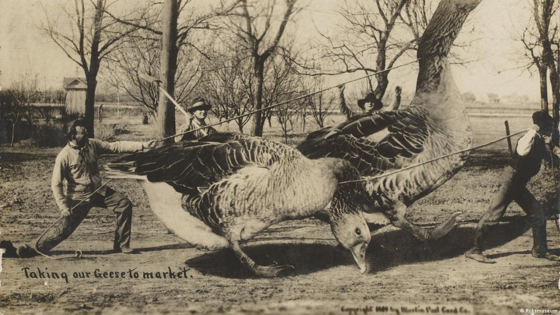 Postal de W. H. Martin mostraba gansos de tamaño descomunal, un clásico del fotomontaje humorístico de 1908.