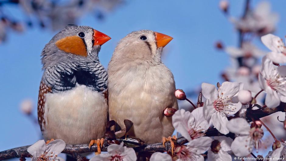 Aves cantoras regeneran neuronas a la fuerza: pista para el cerebro humano