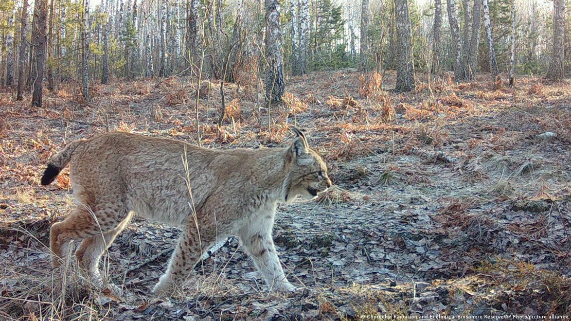 Un lince euroasiático captado por una cámara trampa en la zona de exclusión de Chernóbil, donde los grandes depredadores campan sin presencia humana.