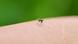 Mosquito picando uma pessoa Mosquito picando uma pessoa