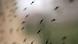 A symbolic image of mosquitoes in April 2008 A symbolic image of mosquitoes in April 2008