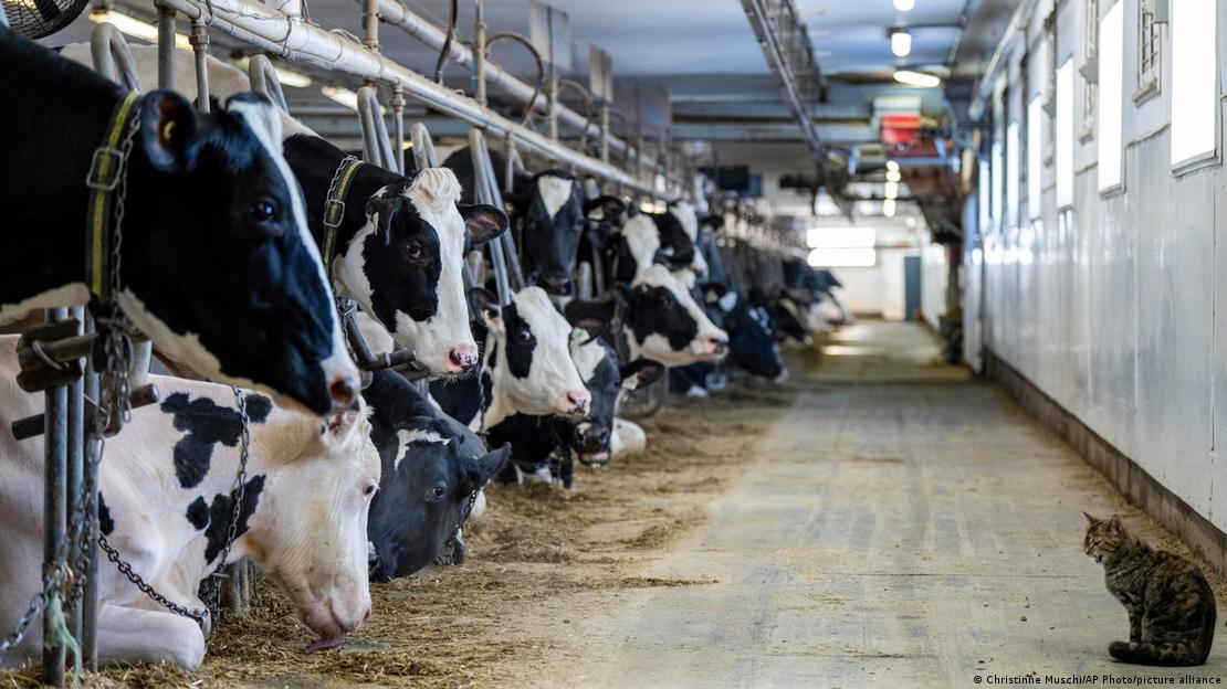 La industria láctea es responsable de una parte significativa de las emisiones globales de gases de efecto invernadero.