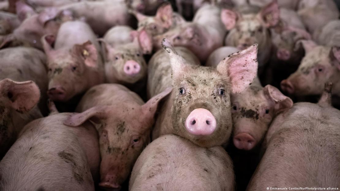 El 98 % de las declaraciones medioambientales de grandes corporaciones alimentarias fueron clasificadas como greenwashing.