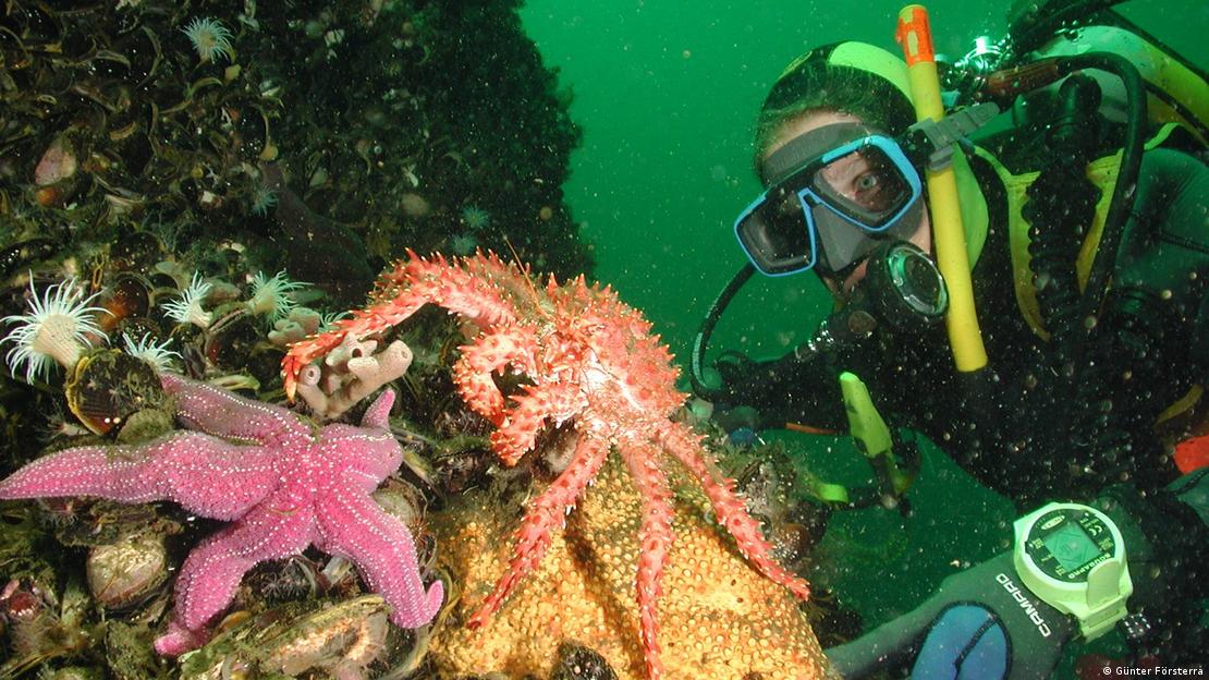 La bióloga marina Vreni Häussermann bucea junto a la fauna marina en aguas chilenas de la Patagonia. 