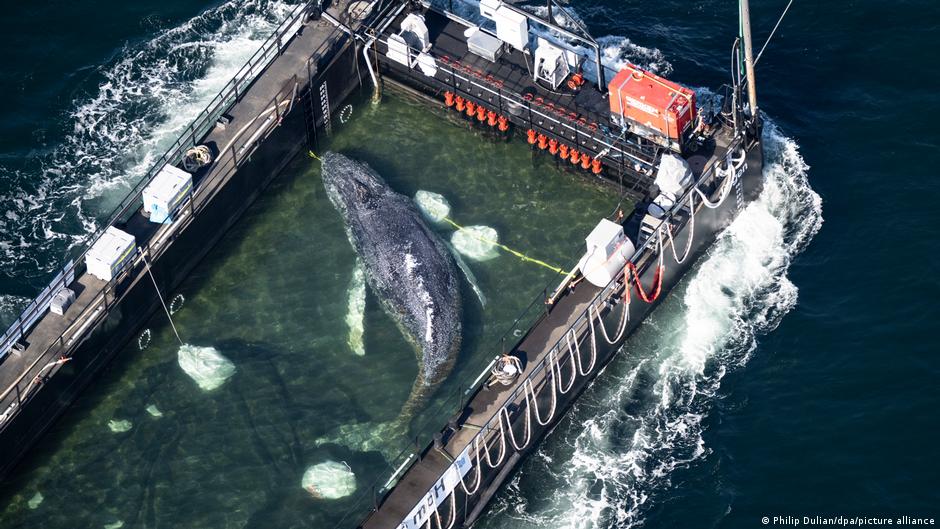 La ballena "Timmy": un rescate espectacular con final incierto en el mar Báltico