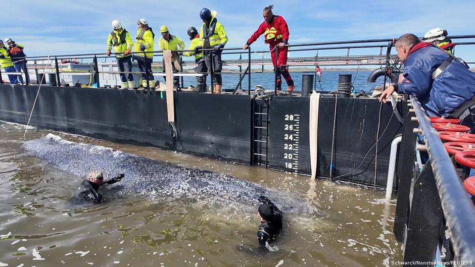 Buckelwal Timmy erreicht Nordsee – letzte Etappe der Rettung beginnt — image 2