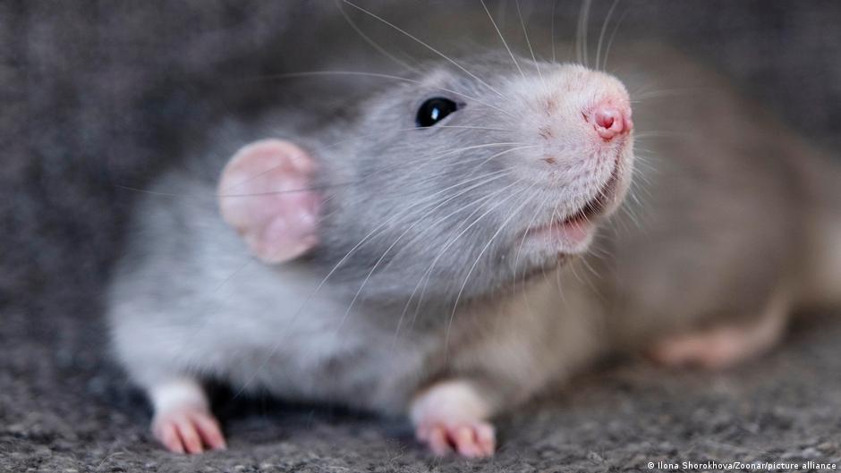 Primer mapa de los receptores olfativos de la nariz revela sorpresas sobre el sentido del olfato