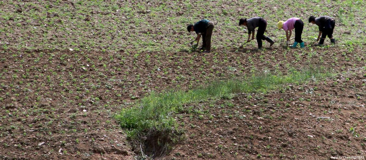 Campos de cultivo na Coreia do Norte sob risco de seca.