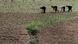 North Korean farm in the field, along the Yalu River, in Sakchu county, North Phyongan Province, North Korea North Korean farm in the field, along the Yalu River, in Sakchu county, North Phyongan Province, North Korea