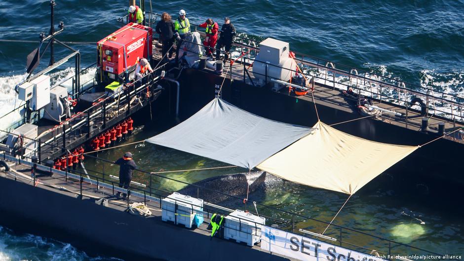 Humpback whale Timmy released in North Sea but risk remains