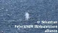 Humpback whale Timmy released in North Sea but risk remains
