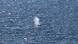 A whale blows out air in Danish waters (May 2025) A whale blows out air in Danish waters (May 2025)