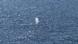 The blow of a whale – believed to be the humpback whale recovered from a shallow Baltic Sea bay near the island of Poel – can be seen in the sea off Skagen The blow of a whale – believed to be the humpback whale recovered from a shallow Baltic Sea bay near the island of Poel – can be seen in the sea off Skagen