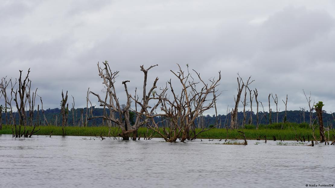 Árvores em meio a região alagada para Belo Monte