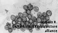 Hantavirus response: Too strong or too hesitant?