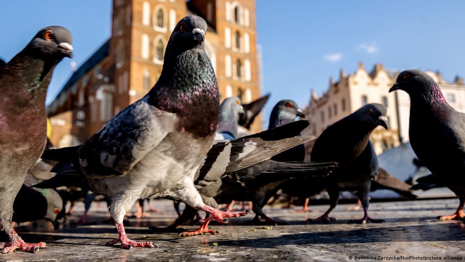 Aves urbanas temen más a las mujeres que a los hombres
