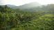 A view of a palm forest and other vegetation on Great Nicobar Island, with mountains visible in the distance A view of a palm forest and other vegetation on Great Nicobar Island, with mountains visible in the distance