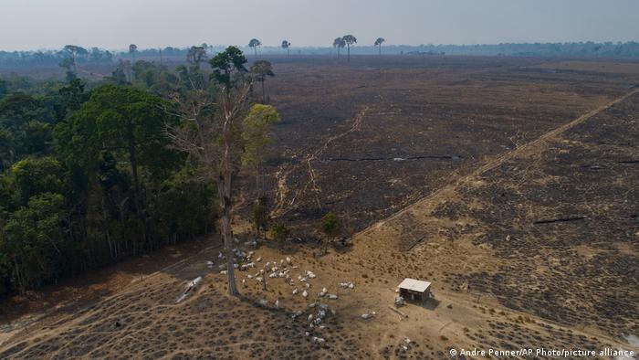 Desmatamento está associado à cadeia de abastecimento da indústria da carne no Brasil 