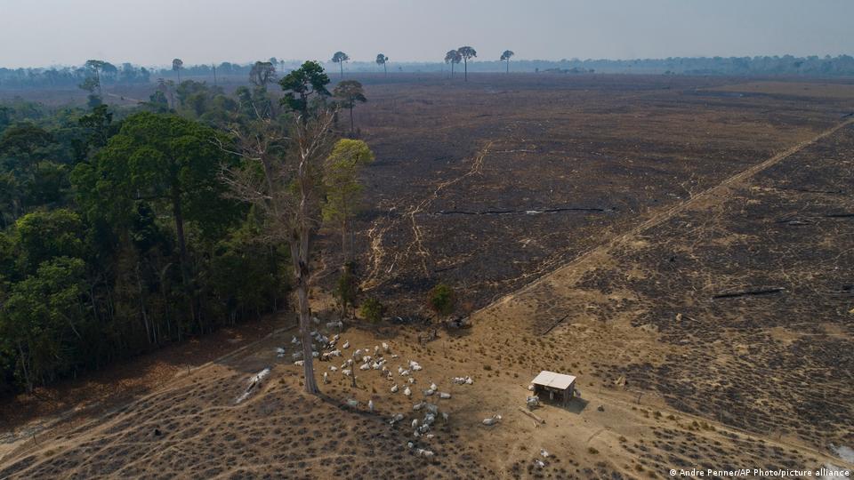 Gado em área desmatada da floresta amazônica com sinais de queimada