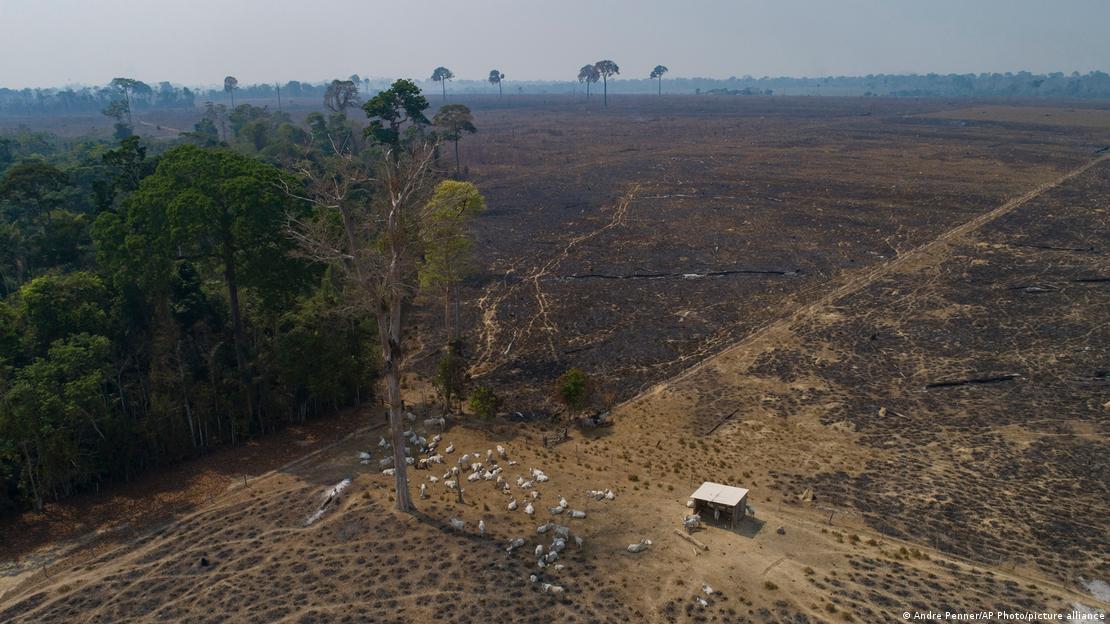 Cabezas de ganado sobre tierras recién quemadas y deforestadas por ganaderos cerca de Novo Progresso, en el estado brasileño de Pará. (2020)