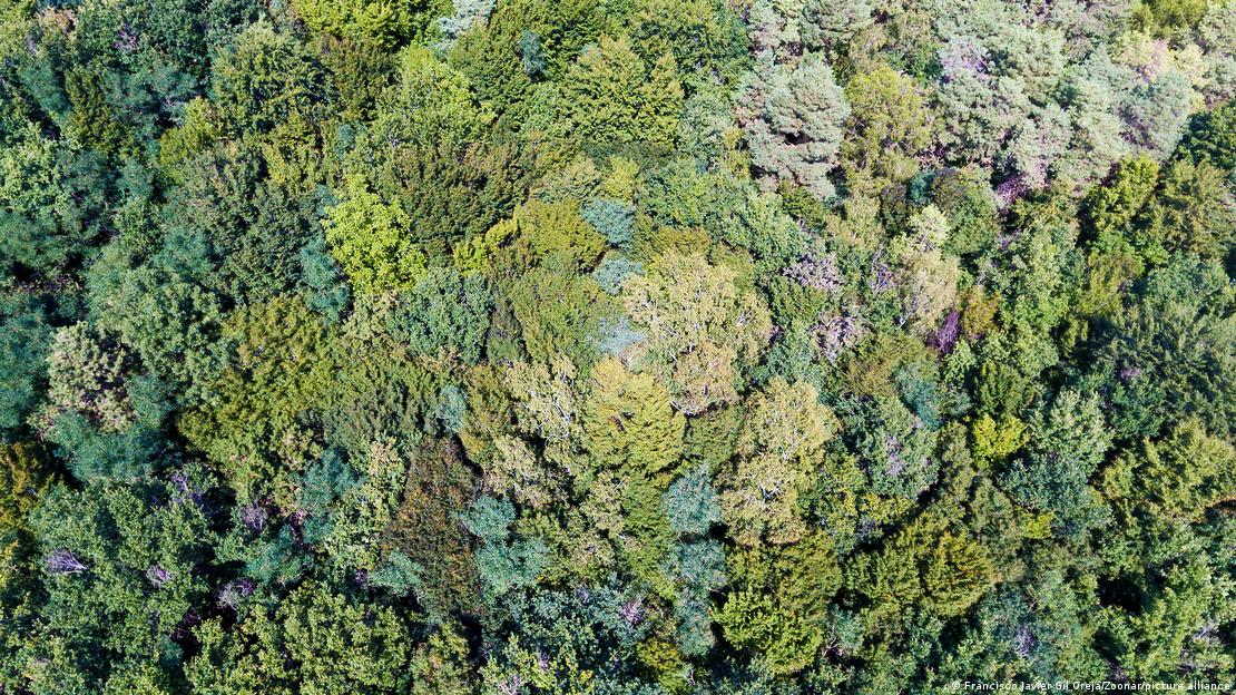 Los bosques del sur de Europa figuraron entre las regiones con mayor riesgo de pérdida de especies vegetales por el cambio climático.