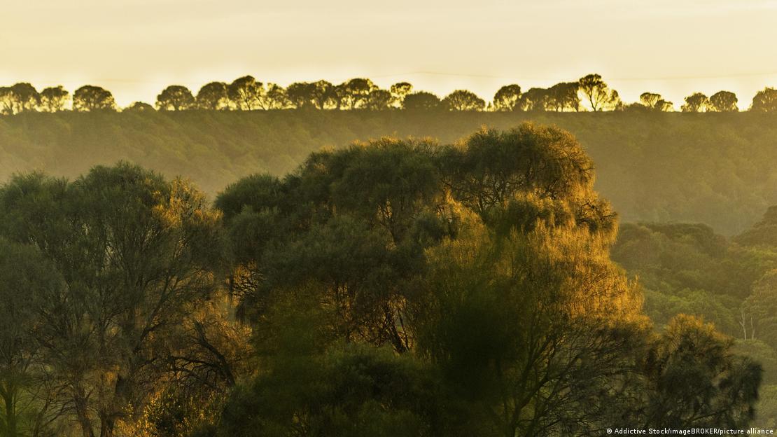 El sur de Australia fue identificado como una de las regiones con mayores tasas proyectadas de extinción vegetal para finales de siglo.