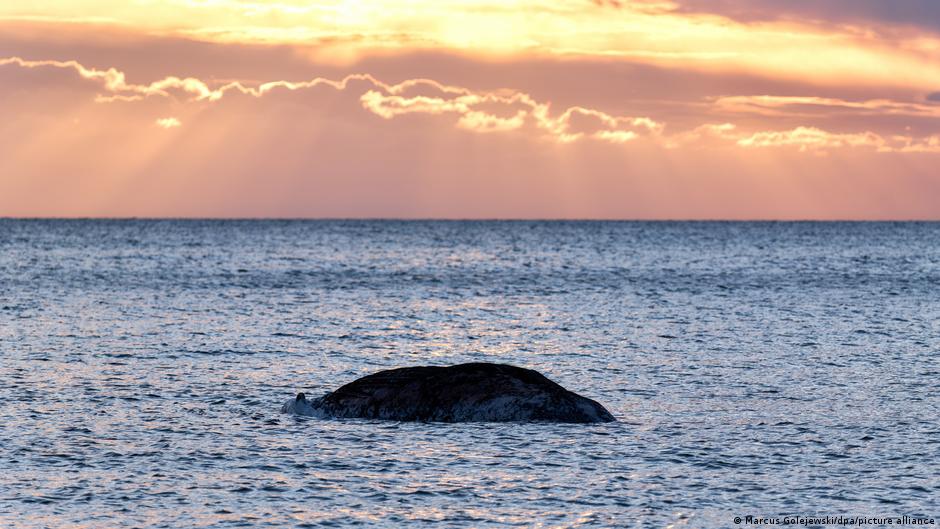 Dead humpback whale off Denmark is 'Timmy'