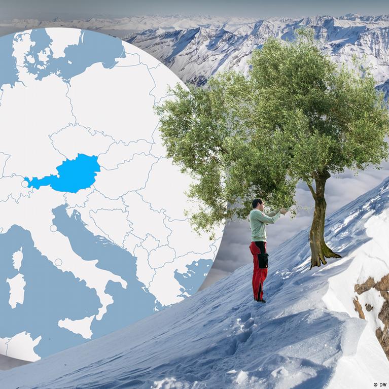 olivenbaum wann düngen Olivenbaum Dünger von Flora Boost main image 1