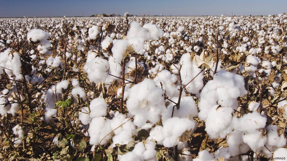 El origen del algodón tiene nombre y lugar: fue domesticado en la península mexicana de Yucatán