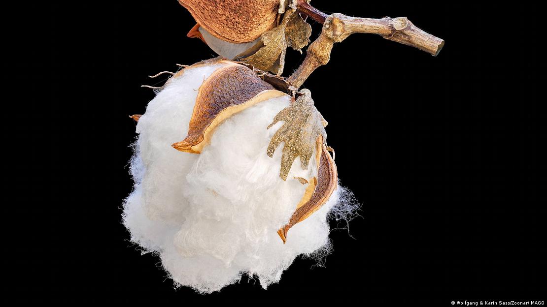Du coton sorti de la gangue de son fruit sur fond noir (illustration)