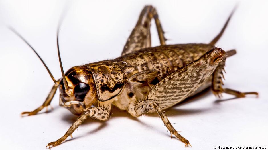 ¿Dolor en los insectos? Un estudio sugiere que los grillos experimentarían dolor real