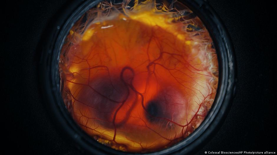 Nacen polluelos en un huevo artificial impreso en 3D: el plan de Colossal para revivir al moa gigante