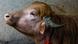 A rare albino buffalo nicknamed ''Donald Trump'' is pictured at a farm in Narayanganj, Bangladesh A rare albino buffalo nicknamed ''Donald Trump'' is pictured at a farm in Narayanganj, Bangladesh