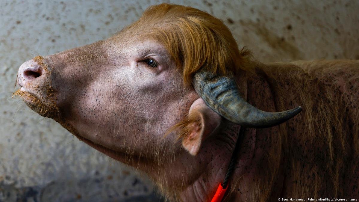 A rare albino buffalo nicknamed ''Donald Trump'' is pictured at a farm in Narayanganj, Bangladesh