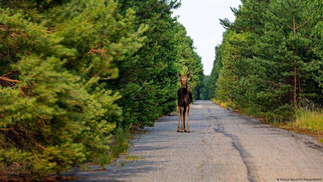 Un alce en la zona de exclusión de Chernóbil, una especie cuya presencia disminuía notablemente cada vez que los propios investigadores entraban a estudiarla.
