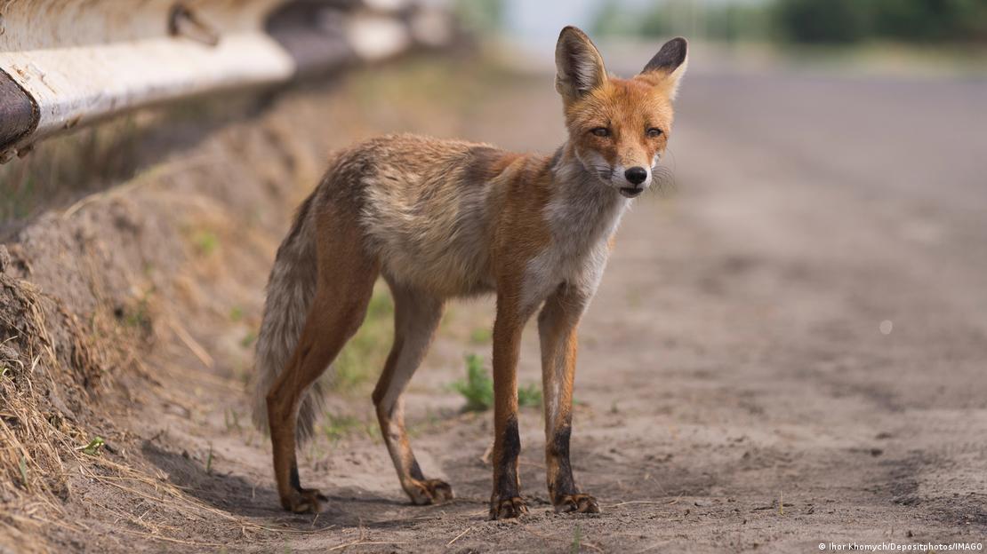 Un zorro rojo cruza una carretera en la zona de exclusión de Chernóbil, la especie más adaptable y la que menos se benefició del abandono humano.