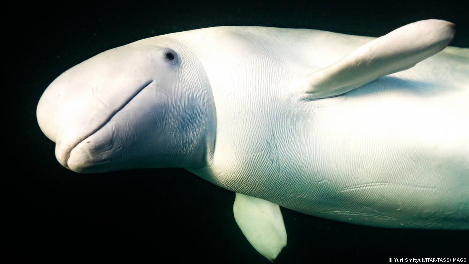 Ballenas beluga dan señales de una forma de autoconciencia que asombra a los científicos