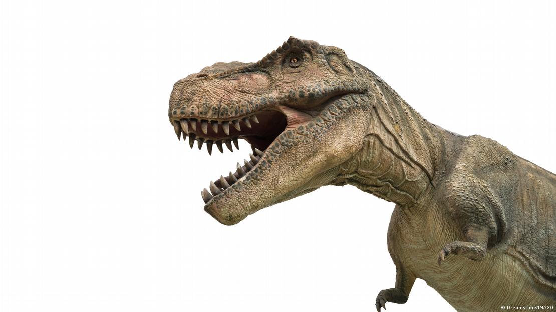 El "Majungasaurus" de Madagascar presentó el mismo patrón de cabeza robusta y brazos pequeños que el "T. rex".